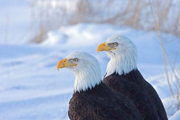 Su, Keren 아티스트의 Two Bald Eagles-Haliaeetus leucocephalus-Alaska-US작품입니다.